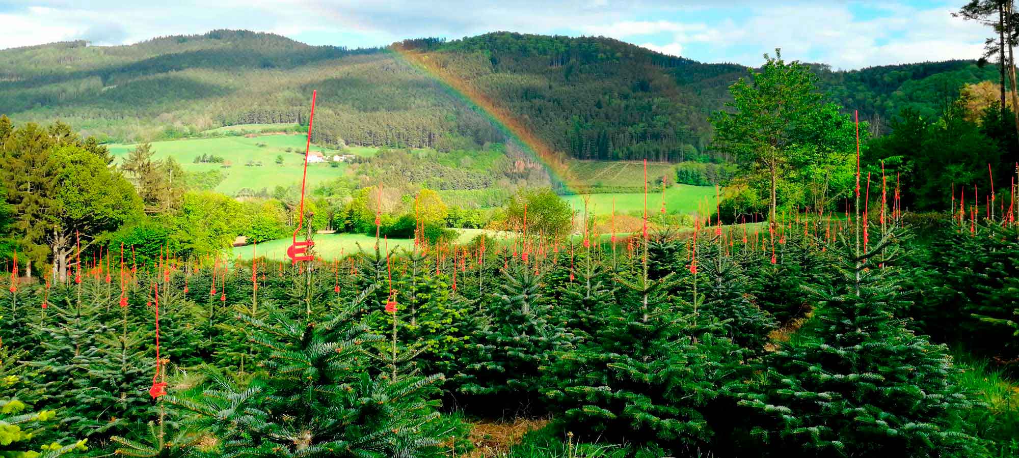 lagler-christbaum-chrsitbaumkultur-regenbogen