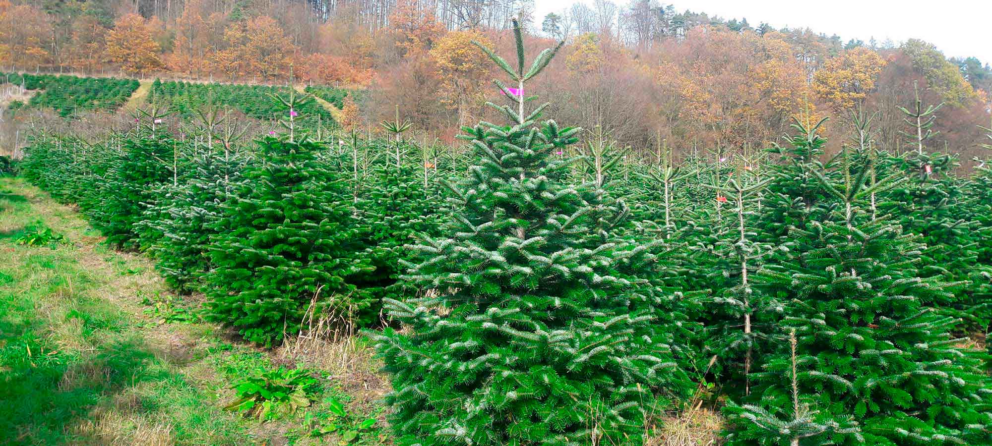 lagler-christbaum-christbaumkultur